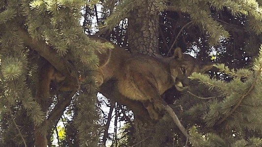 Para rescatar a un puma, tuvieron que sedarlo y tirarlo de una altura de 15 metros