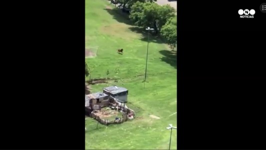 Dos caballos desbocados en el puerto de Rosario