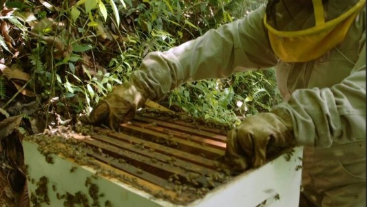 Abejas en peligro por uso de pesticidas