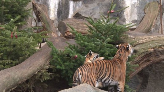 En el zoo de Berlín aún es Navidad