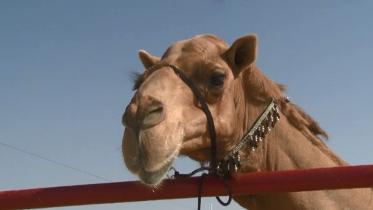 Insólito: hicieron un concurso de belleza de camellos en China