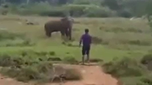 Impactante: un elefante aplastó y mató a un hombre que quiso hipnotizarlo
