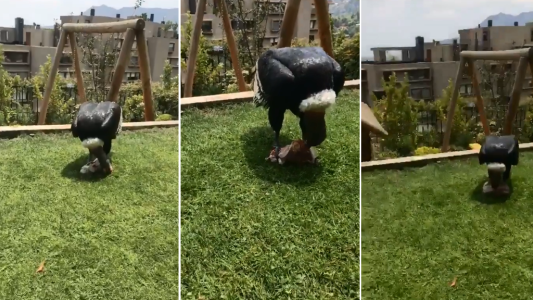 Pusieron a descongelar la carne para el asado y se la robaron los cóndores