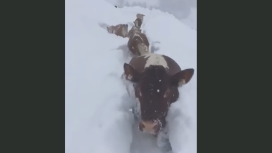 El campo no para (versión austríaca)