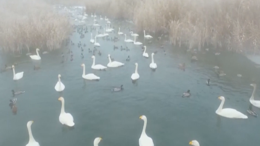 ¿Dónde van los cisnes cuando hiela?