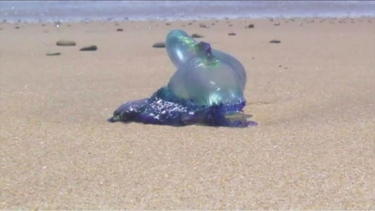 Medusas venenosas causan pánico en las playas de Australia