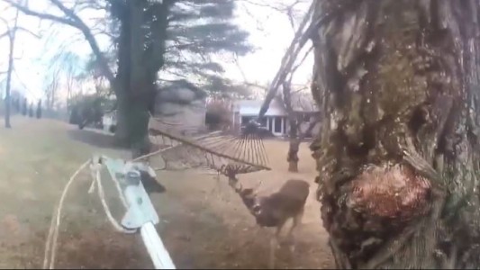Así libraron a un ciervo atrapado en una hamaca