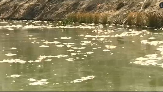 Un río de peces muertos en Australia