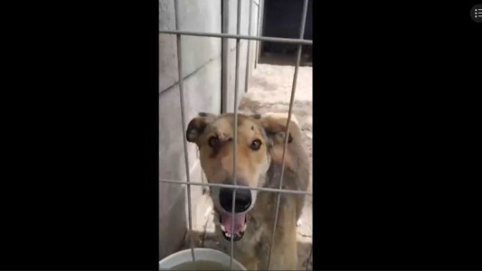 Intrusos liberaron a 120 perros de un refugio: 7 murieron al pelearse