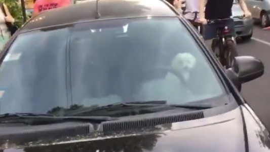 Indignante: dejó a su perro encerrado en el auto y se fue