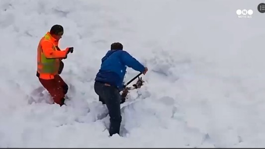 Rescate de un ciervo en medio de la nieve