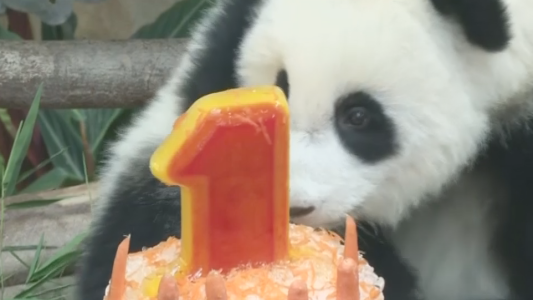 Tierno cumpleaños sorpresa para un panda