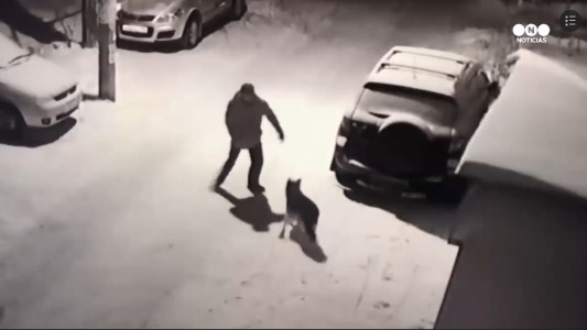 Patea un perro y termina con la cabeza golpeada