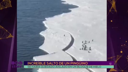 El increíble salto de un pingüino