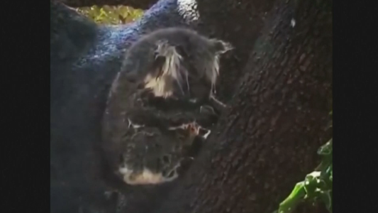 Koala resiste la ola de calor