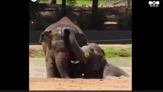 Así se resfrescan los animales del zoo por la ola de calor en Australia