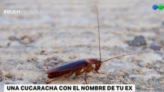 Día de San Valentín: una cucaracha con el nombre de tu ex