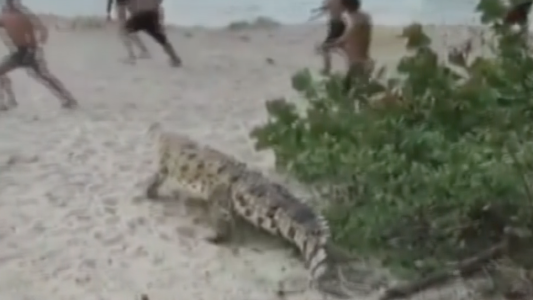 Susto en una playa por un visitante inesperado...