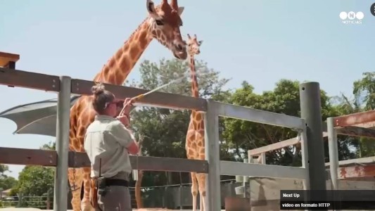 Australia: así combaten la ola de calor en el zoo