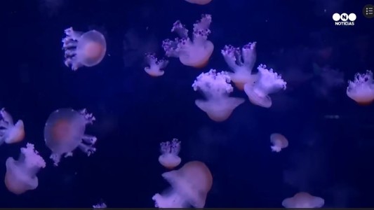 El hipnótico espectáculo de las medusas parisinas
