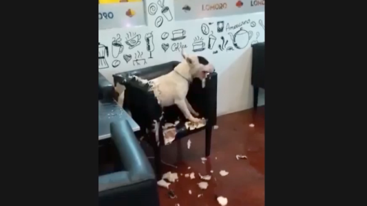 Un perro se asustó por la tormenta, entró a una heladería y rompió todo