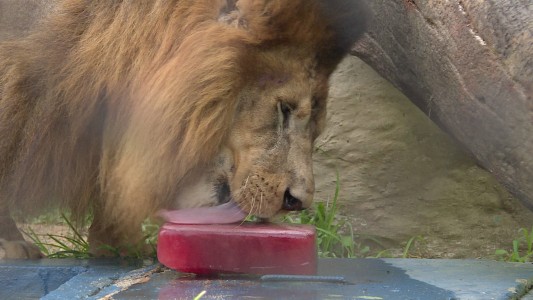 Aire acondicionado en el zoo de Río de Janeiro