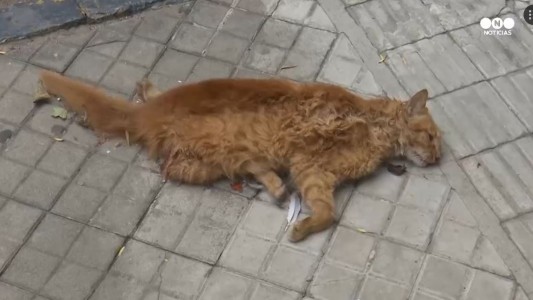 Misteriosa ola de gatos muertos en Rosario