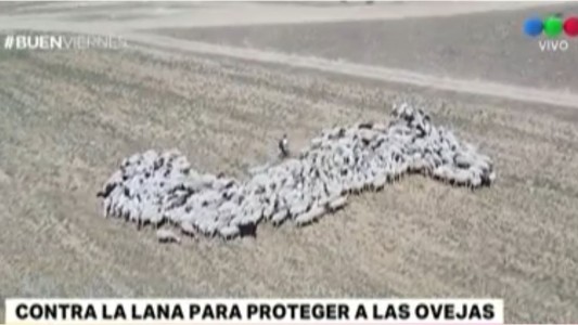 Nuevo objetivo PETA: “Prefiero ir desnuda antes que usar lana”