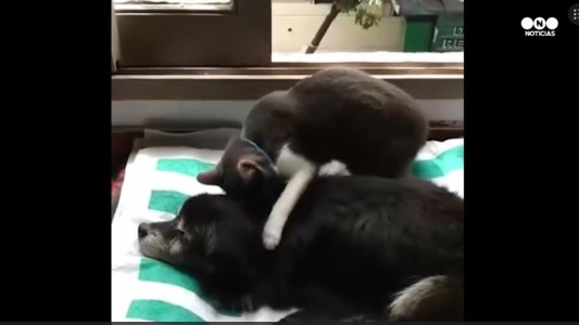 Emotivo video del gato acariciando a la perra moribunda