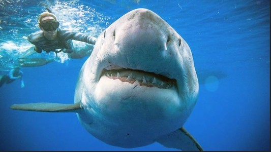 Buzos nadan con un tiburón blanco gigante