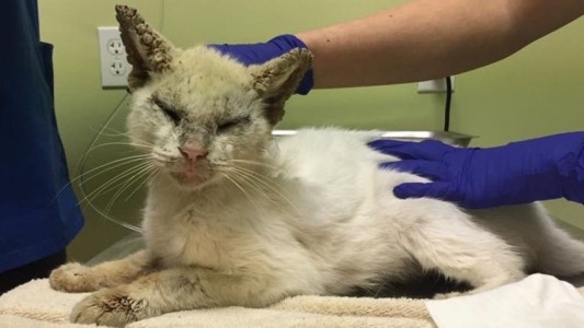 El gato abandonado que se recuperó y emocionó a todos al abrir los ojos