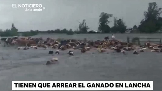 Impactante: así arrean el ganado en lancha en Corrientes