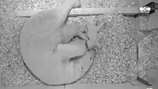 Tiernas imágenes de los primeros pasos de un oso polar bebé