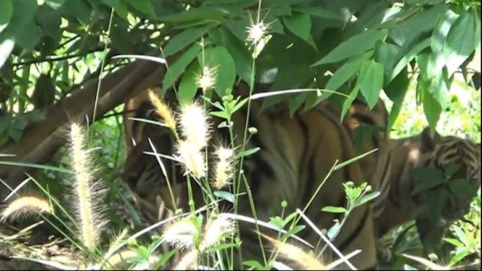 Nacieron dos tigres de Sumatra en Indonesia