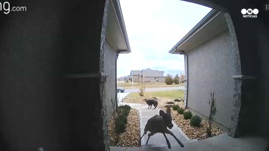 El desafío del perro y el ciervo