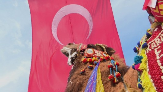 Polémica tradición: pelea de camellos en Turquía
