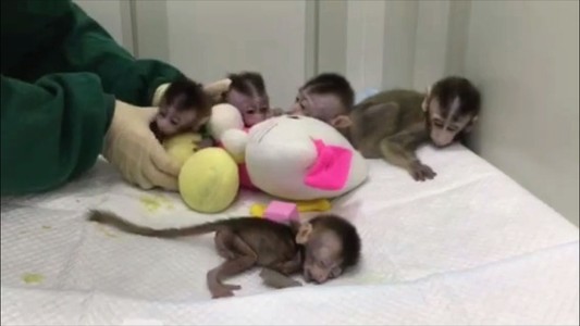 China clona monos para estudiar desórdenes psicológicos