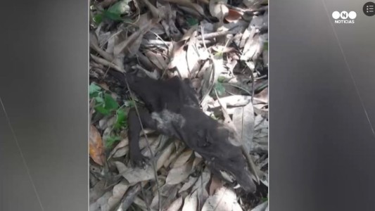 Misterioso animal causa pánico en Colombia