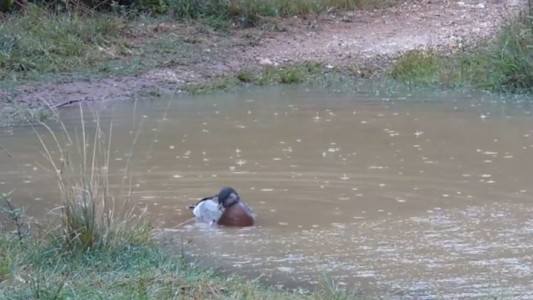 Murió el pato "más solitario del mundo”