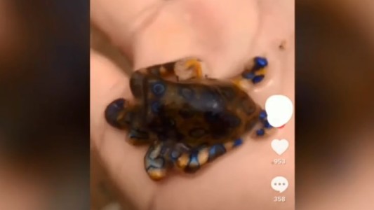 Video escalofriante: un turista sostuvo en la mano el pulpo más venenoso del mundo