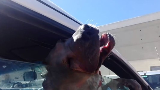 Dejaron a un perro encerrado en un auto en medio de la ola de calor