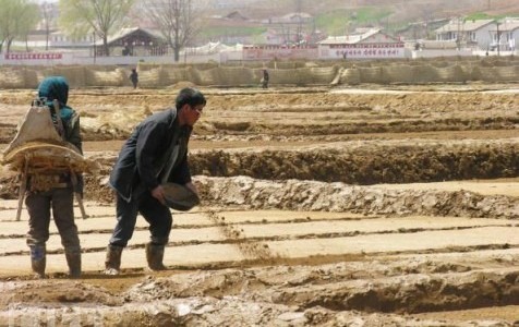 Corea del Norte exige a sus ciudadanos 100 kilos de excrementos al día