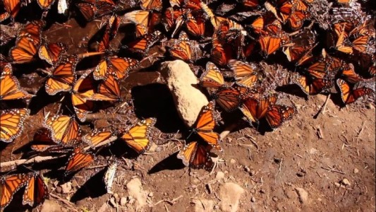 Mariposas en peligro