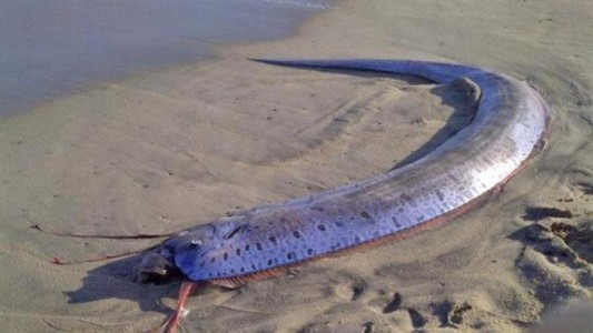 Japón: temen por un desastre natural tras un "mal presagio" hallado en las playas