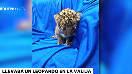 Lo descubrieron cuando llevaba un leopardo bebé en la valija