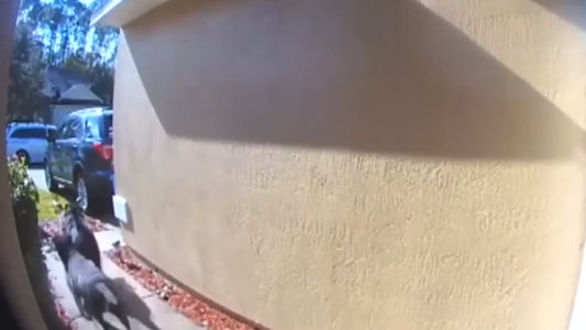 Video: sus perros le salvaron la vida tras alertar que estaba sufriendo un derrame cerebral