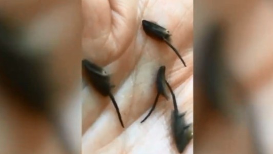 Video espeluznante: halló unos insectos en su cocina y los científicos no logran identificarlos