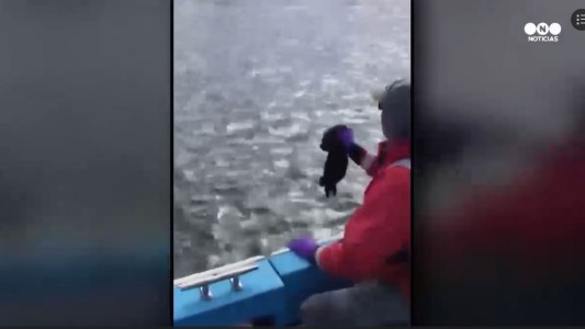 Conmovedor rescate de una foca bebé