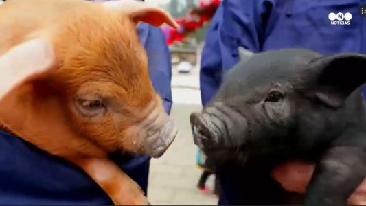 Carrera de cerdos para celebrar el Año Nuevo en China