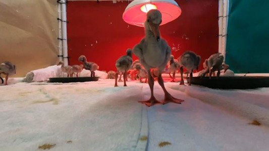 Rescatan flamencos bebés que quedaron huérfanos
